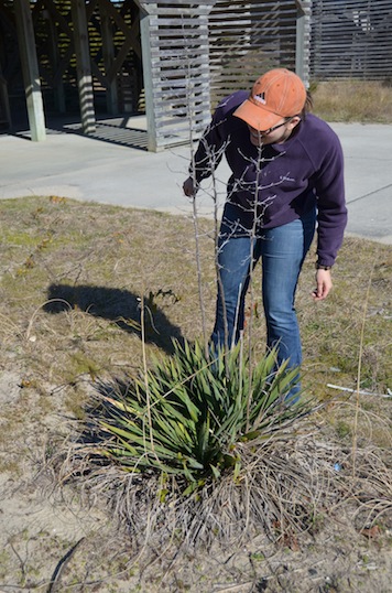 Haley Plasman counts flowers on a Yucca filamentosa