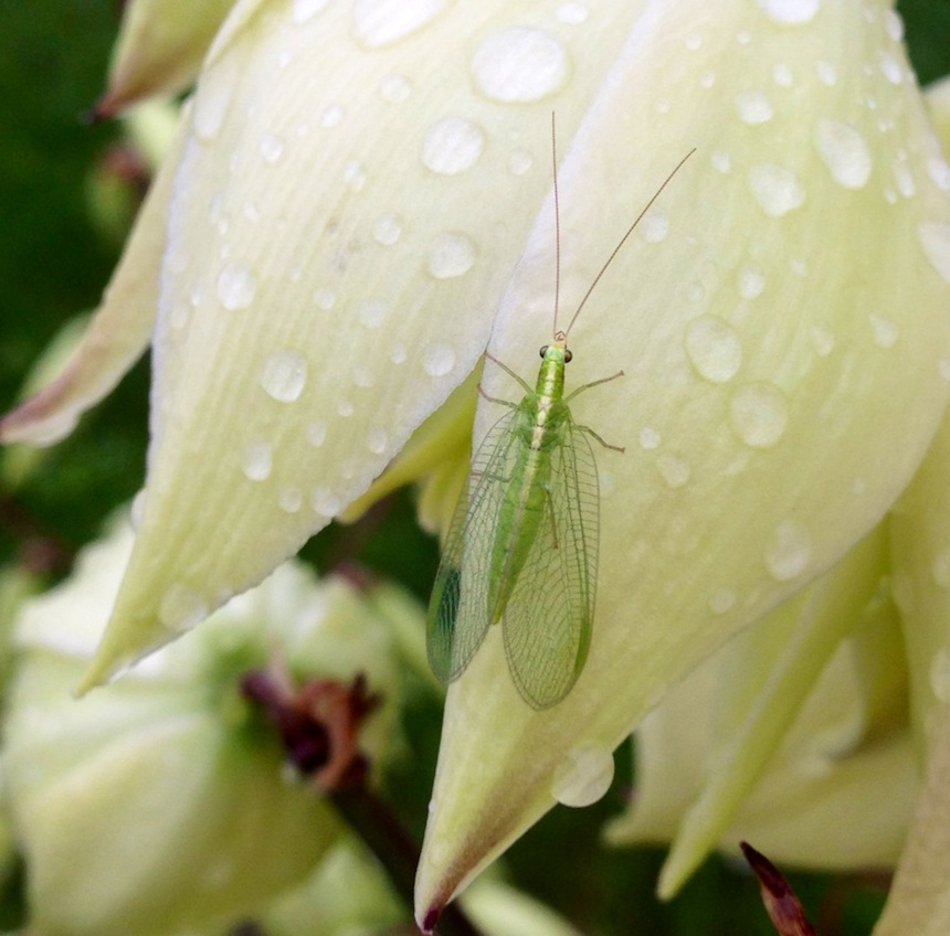 Lacewing visits a yucca flower