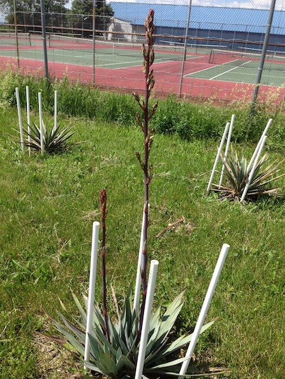 Y. pallida with flower stalks