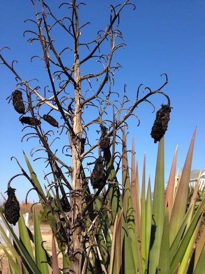Last year's Yucca aloifolia fruit
