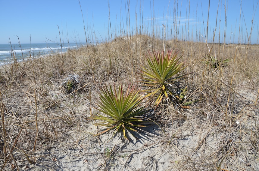 Yucca aloifolia on a sand dune