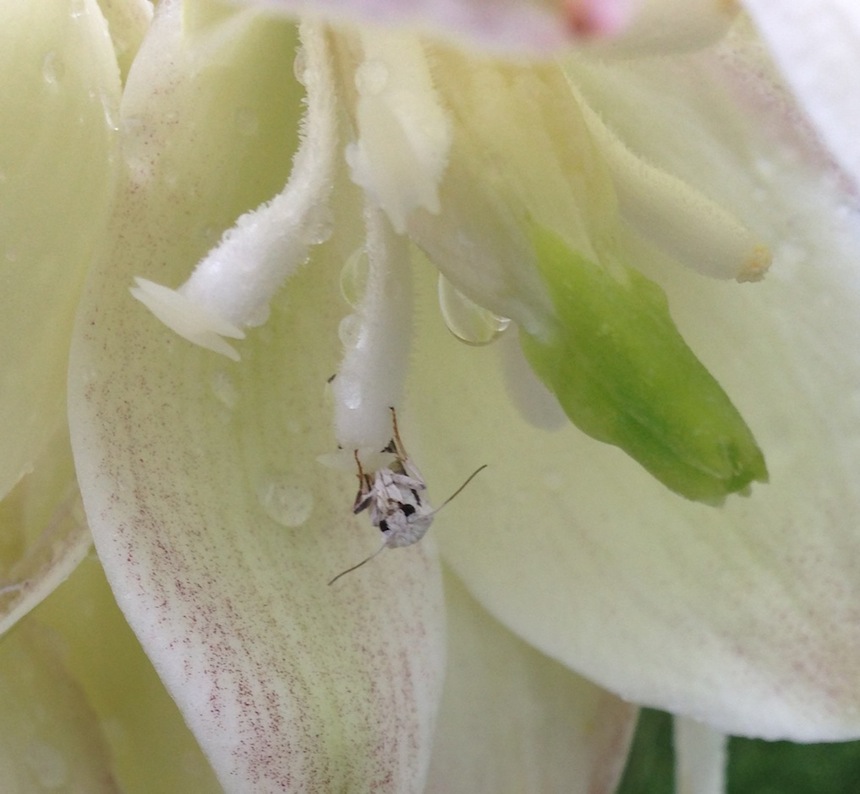 Tegeticula hanging out in a yucca flower