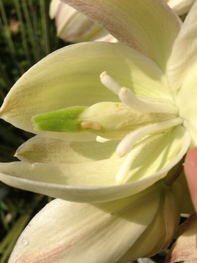 Aphids also enjoy yucca flowers