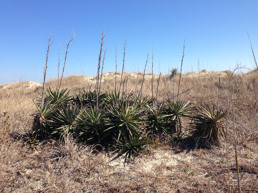 Yucca gloriosa on a sand dune