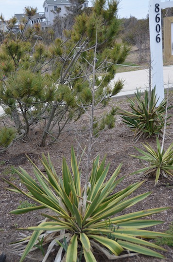 A variegated yucca species