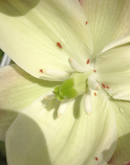 Aphids also enjoy yucca flowers