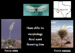 Inforgraphic on bogus yucca moths