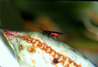 Female Digonogastra probing fruit. Photo courtesy of Beau Crabb.