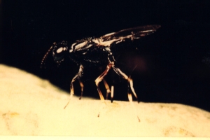 Eupelmus on Yucca fruit