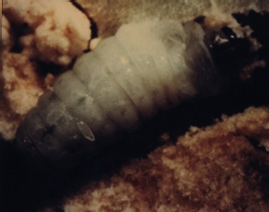Eupelmus larva on Prodoxus marginatus larva