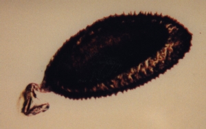 Egg of Eurytoma