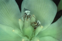 Macrophotograph of female yucca moths