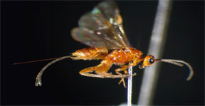 Female Heterospilus