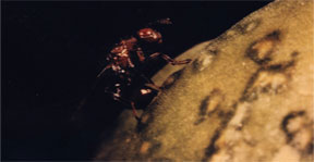 Female Eudecatoma on Yucca fruit