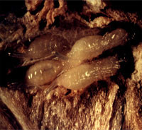 Heterospilus pupae
